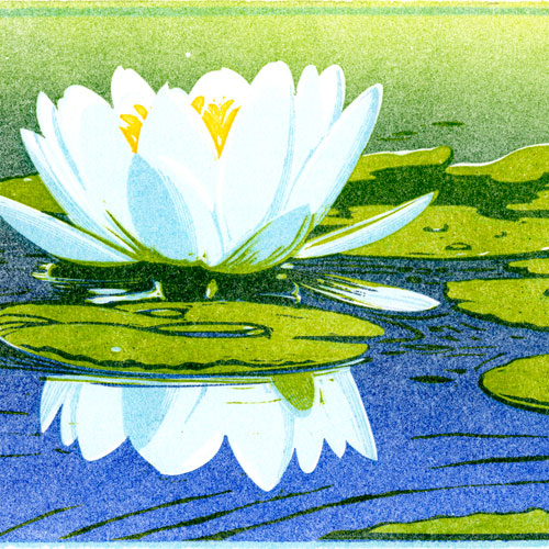 Sivertson Gallery Shop: Water Lily