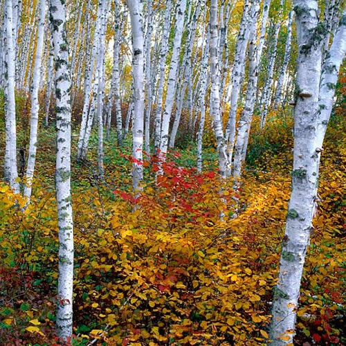 Sivertson Gallery Shop: Autumn Birch Grove