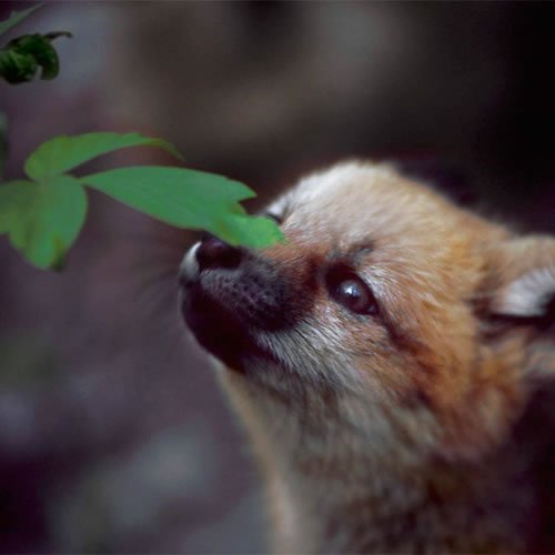 Sivertson Gallery Shop: Fox Pup Sniffing Leaf