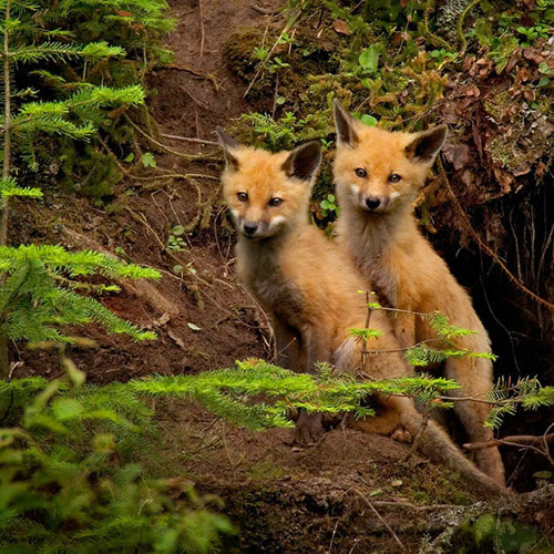 Sivertson Gallery Shop: Fox Pups