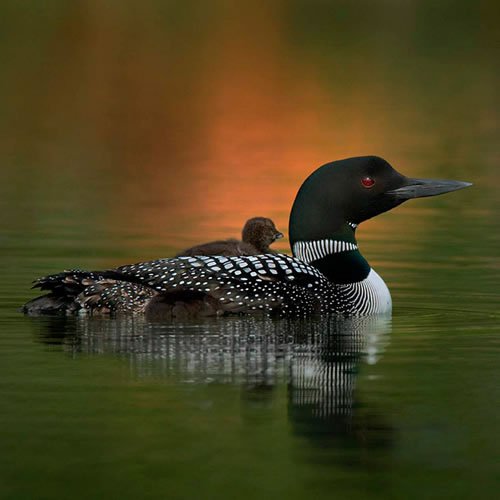 Sivertson Gallery Shop: Loon Chick on Back