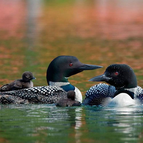 Sivertson Gallery Shop: Loon Family 2