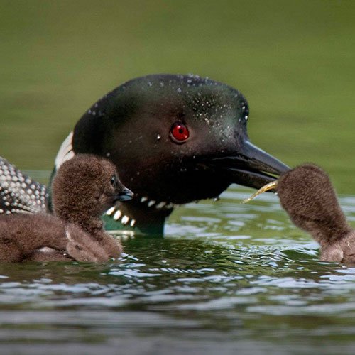 Sivertson Gallery Shop: Loon Feeding Chicks