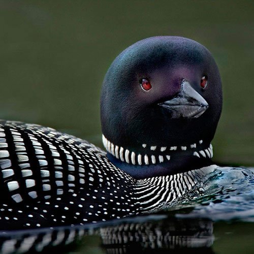 Sivertson Gallery Shop: Loon Portrait