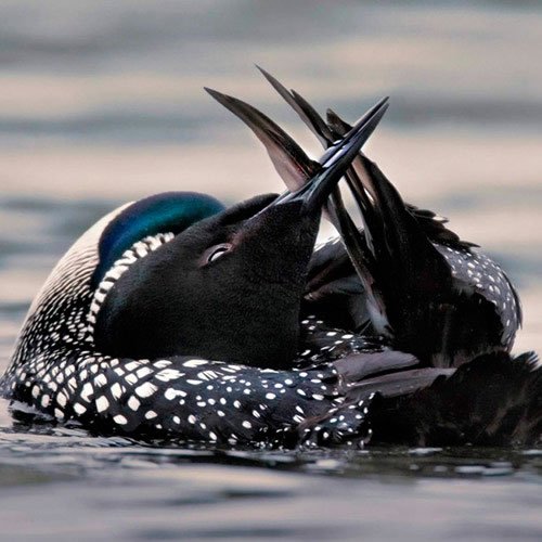 Sivertson Gallery Shop: Loon Preening