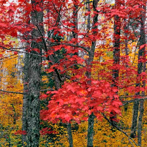 Sivertson Gallery Shop: Maples at Snowbank Lake