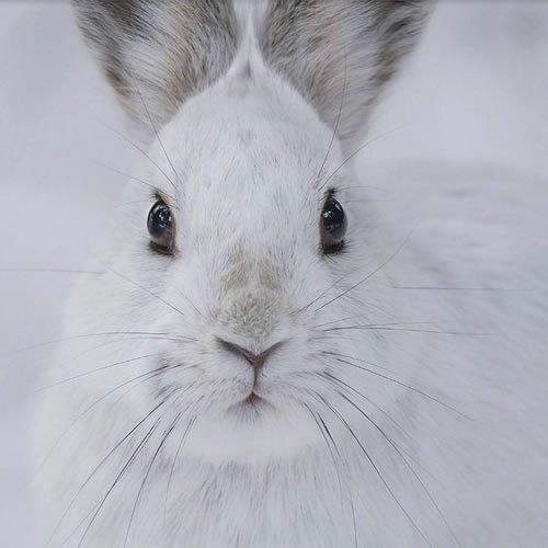 Sivertson Gallery Shop: Snowshoe Hare Stare