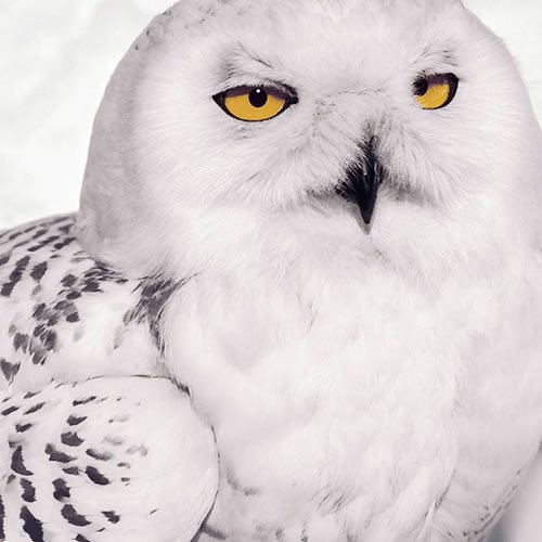 Sivertson Gallery Shop: Snowy Owl