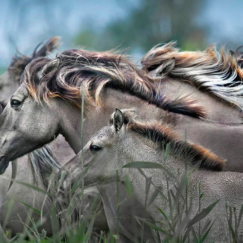 Sivertson Gallery Shop: Wild Horses-Holland