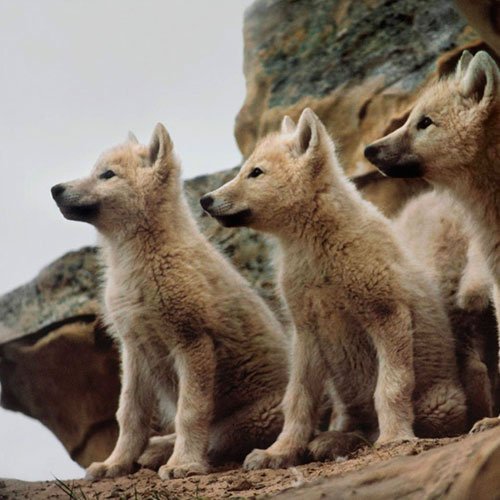 Wolf Pups - Sivertson Gallery