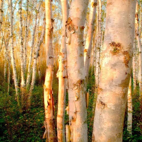 Sivertson Gallery Shop: Sunlit Birch Grove