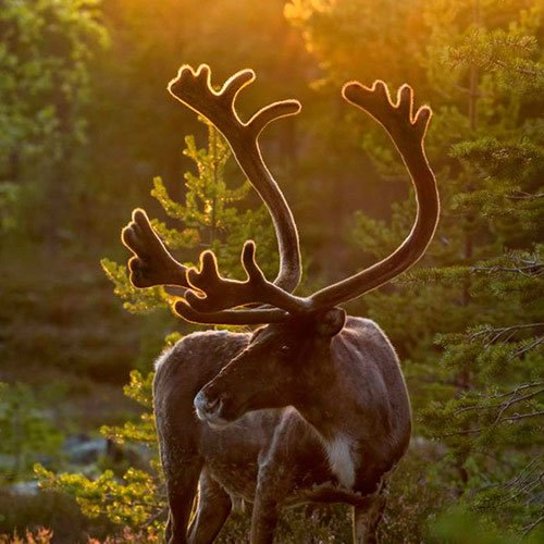 Sivertson Gallery Shop: Sunset Reindeer